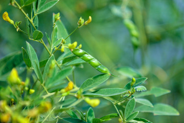 Obraz premium Pigeon pea crop field