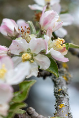 branch of apple tree with buds in spring