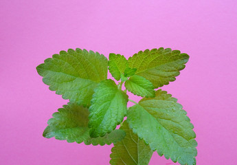 Fresh Lemon balm, Melissa officinalis,  branch and leaves Isolated on a pink background