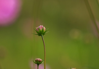 Beauty of nature - fragile buds and stems of Cosmos flower