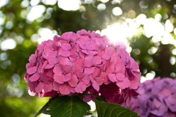 紫陽花と太陽