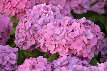 Fototapeta premium 紫陽花