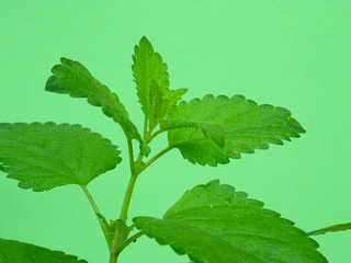 Fresh Lemon balm, Melissa officinalis,  branch and leaves Isolated on a green background