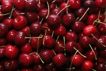 Close-up of a bunch of ripe cherries with peduncles. Large collection of fresh red cherries. Ripe cherries background.