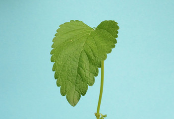 Isolated Fresh Lemon balm Leaf hanging down from a twig, Melissa officinalis, on a blue background