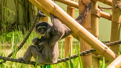 Gibbon baby sucking mother´s milk
