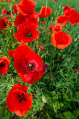 Fototapeta premium Wild poppies in the springtime