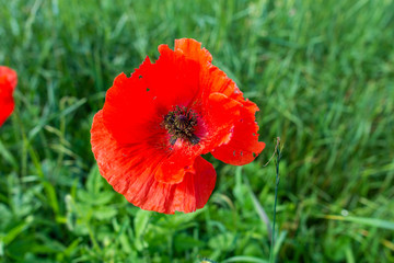 Wild poppies in the springtime