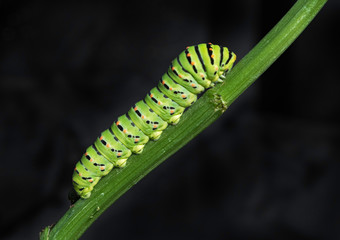 an old world swallowtail papilio machaon caterpillar climbing a green celery stem on a black background