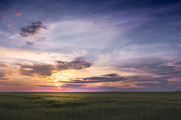 Scenic sunset above field with green grass_