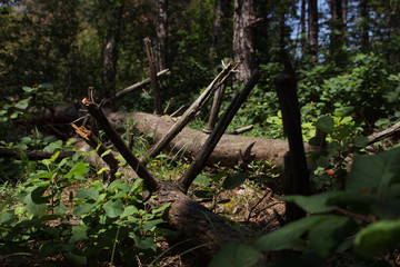 Timber On The Ground In The Wooded Area