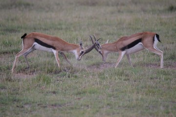 Grant Gazelles rutting in Amboseli National Park, Kenya 