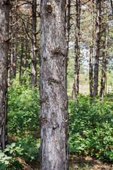 Tree Trunk In The Woods. For Copy Space, Arrows ,Signs, Signposts and Directions