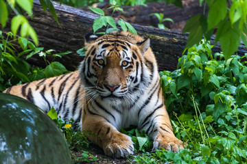 Siberian tiger the tiger rests and looks forward