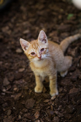 Naklejka na ściany i meble Cute young kitten on a brown ground floor
