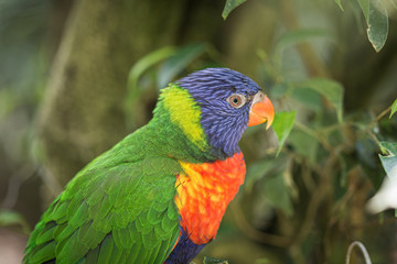 Colourful parrot portrait on a green jungle rainforest background