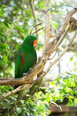 Green tropical south american parrot on a green rain forest