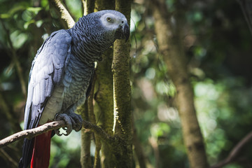 Exotic tropical grey parrot on a rainforest jungle