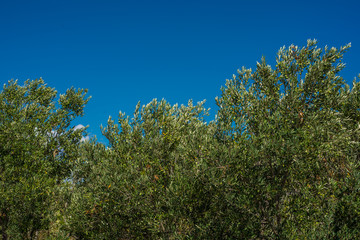 Green Olives on the tree against blue sky, Murter, Dalmatia, Croatia, perfect for the background