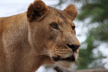 Obraz na płótnie Canvas Lioness on the lookout in Nairobi National Park, Kenya