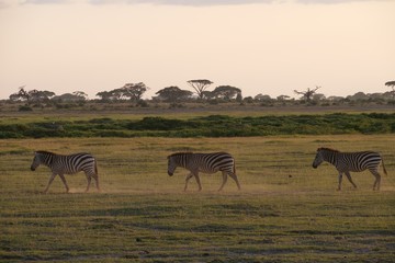 Fototapeta na wymiar Zebra roaming in Amboseli National Park, Kenya