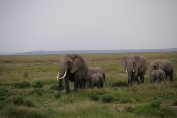 Elephants roaming in Amboseli National Park, Kenya