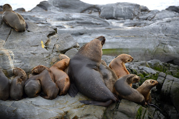 Naklejka premium Sea lions in Patagonia