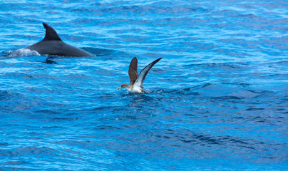 Cory's shearwater (Calonectris diomedea) and Dolphin, Cliffs ot the Giants, Tenerife island, Canary islands, Spain, Europe