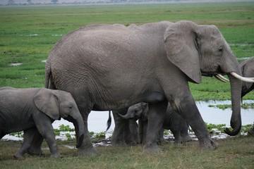 Fototapeta premium Elephants roaming in Amboseli National Park, Kenya