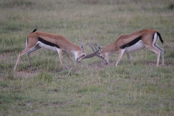 Grant Gazelles rutting in Amboseli National Park, Kenya 