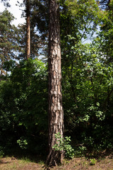 Obraz premium Tree Trunk In The Woods. For Copy Space, Arrows ,Signs, Signposts and Directions