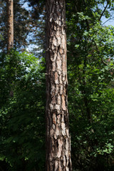 Fototapeta premium Tree Trunk In The Woods. For Copy Space, Arrows ,Signs, Signposts and Directions