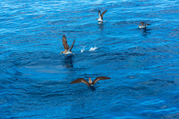 Obraz premium Cory's shearwater (Calonectris diomedea), Cliffs ot the Giants, Tenerife island, Canary islands, Spain, Europe