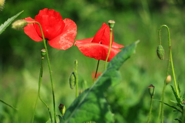 Obraz premium poppies blooming in the wild meadow