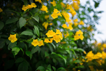 yellow flowers in the green garden at afternoon