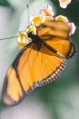Orange beautiful butterfly on a yellow flower on a macro still
