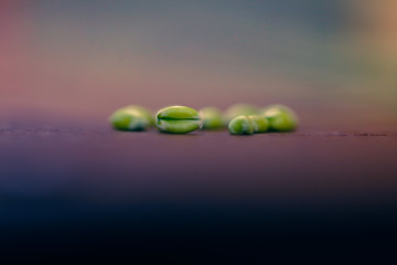 green Wheat on dark wooden board
