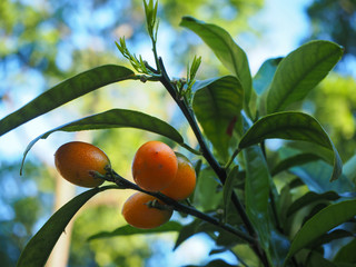 Young orange Fortunella fruits on a green branch, also called Kumquat (literally meaning 