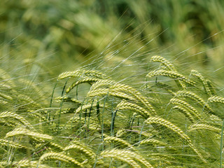 (Triticum aestivum) Epi de blé encore vert