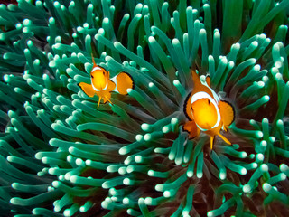 Fototapeta na wymiar The Common or False Clownfish (Amphiprion ocellaris) in an anemone in El Nido, Palawan