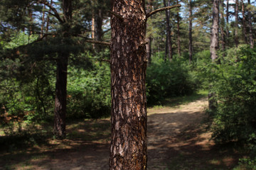 Obraz premium Tree Trunk In The Woods. For Copy Space, Arrows ,Signs, Signposts and Directions