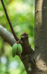 Fresh green cocoa beans grow on a tree in a botanical garden of plants and spices in Sri Lanka