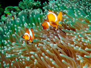 Naklejka na ściany i meble The Common or False Clownfish (Amphiprion ocellaris) in an anemone in El Nido, Palawan