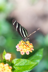 Striped black and white butterfly eating pollen on a flower in bloom on a macro nature still