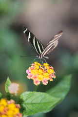 Striped black and white butterfly eating pollen on a flower in bloom on a macro nature still