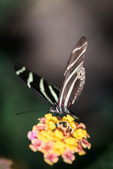 Striped black and white butterfly eating pollen on a flower in bloom on a macro nature still