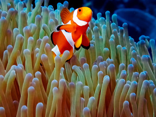 The Common or False Clownfish (Amphiprion ocellaris) in an anemone in El Nido, Palawan