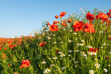 Red poppies and camomile on a rural field. Papaver. Matricaria chamomillia.