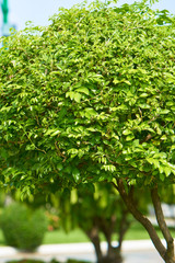 Fototapeta premium Tropical tree. Abstract nature background.