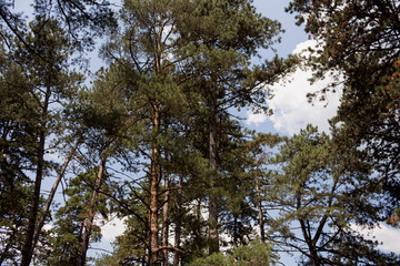 Obraz premium Tall Tree Canopy In The Woods. Nature Preservation Concept